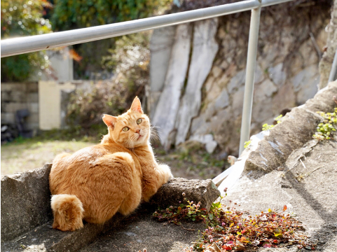 猫が日向ぼっこをしている所